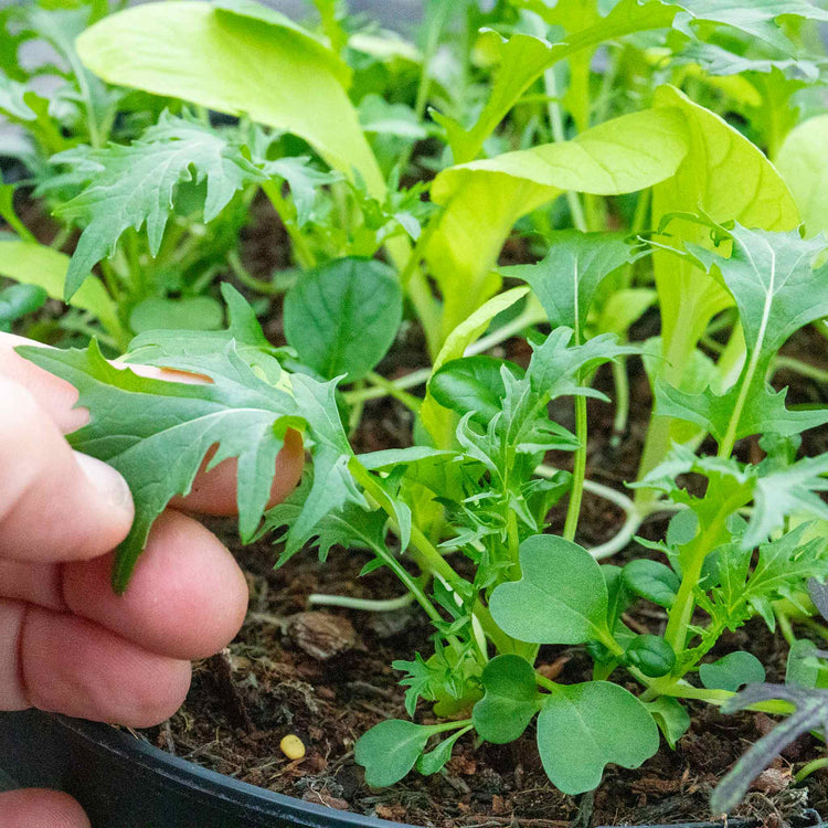 Salad Seeds 'Bright & Spicy' Mix