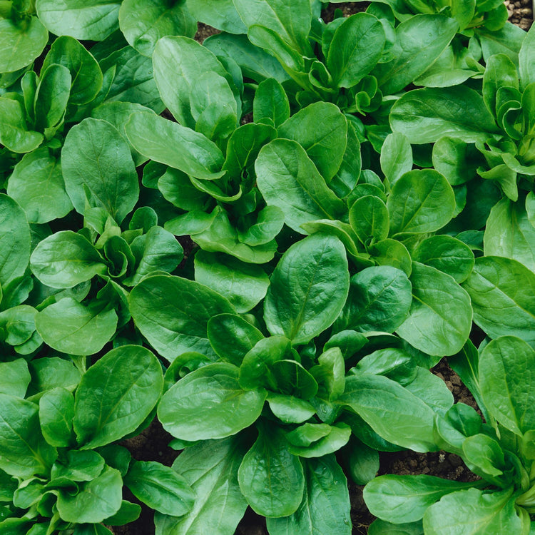 Lettuce Seeds 'Trophy Lambs'