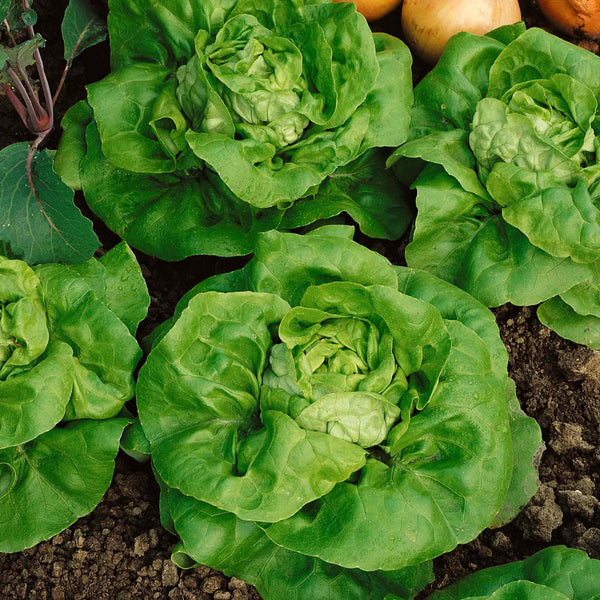 Lettuce Seeds 'Tom Thumb'