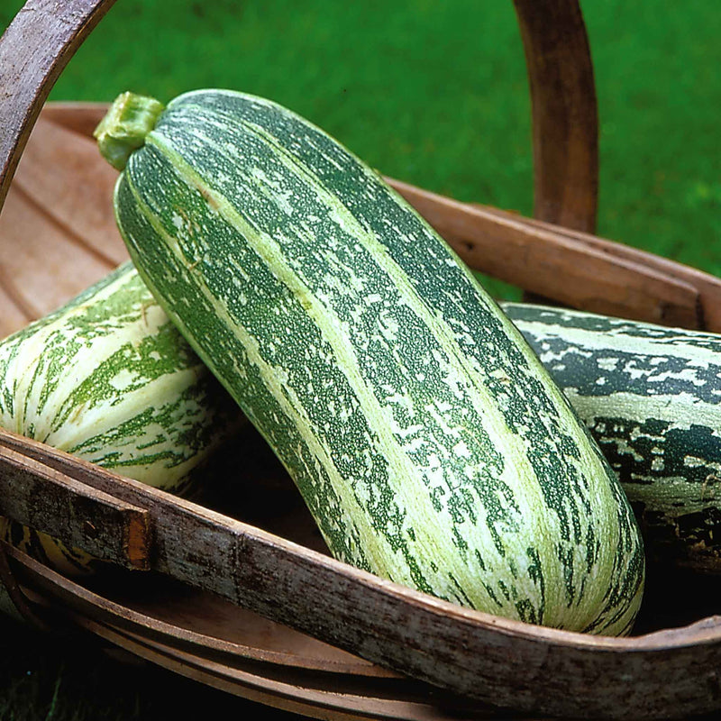 Marrow Seeds 'Badger Cross' F1
