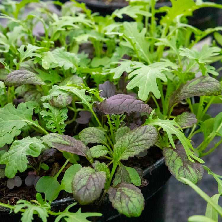 Oriental Seeds 'Mustard Mix'