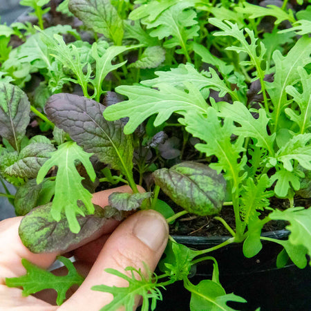 Salad baby leaves 'Oriental Mix'