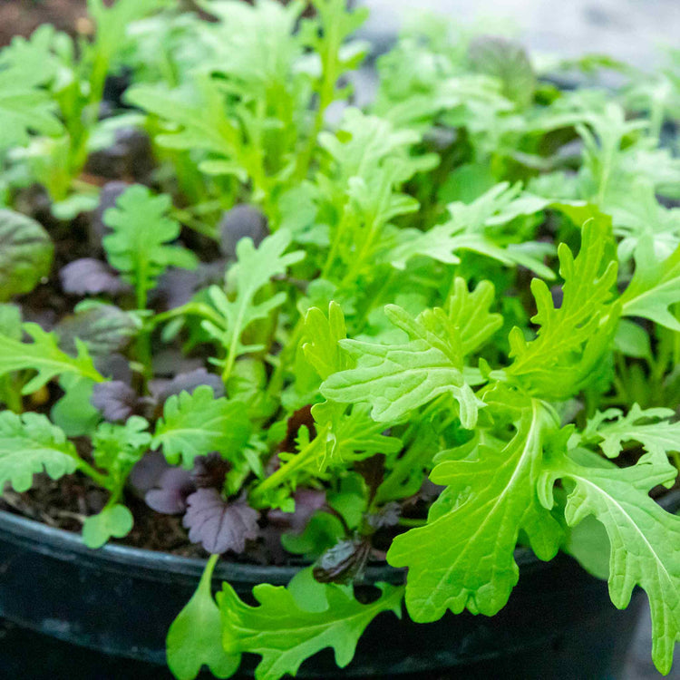 Oriental Seeds 'Mustard Mix'