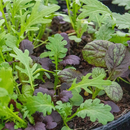 Oriental Seeds 'Mustard Mix'