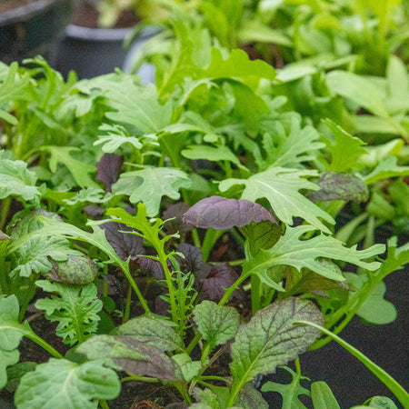 Oriental Seeds 'Mustard Mix'