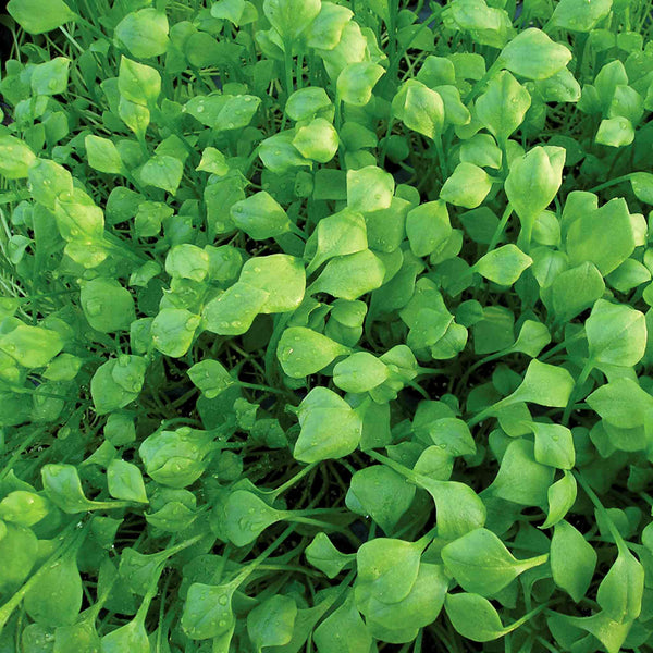 Lettuce Seeds 'Winter Purslane Miners'