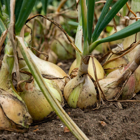Onion Seeds 'Ailsa Craig'