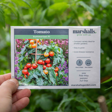 Tomato Seeds 'Summerlast' F1