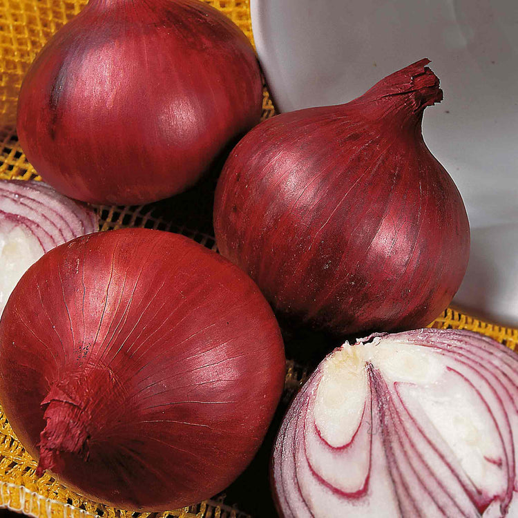 Onion Seeds 'Red Baron' F1