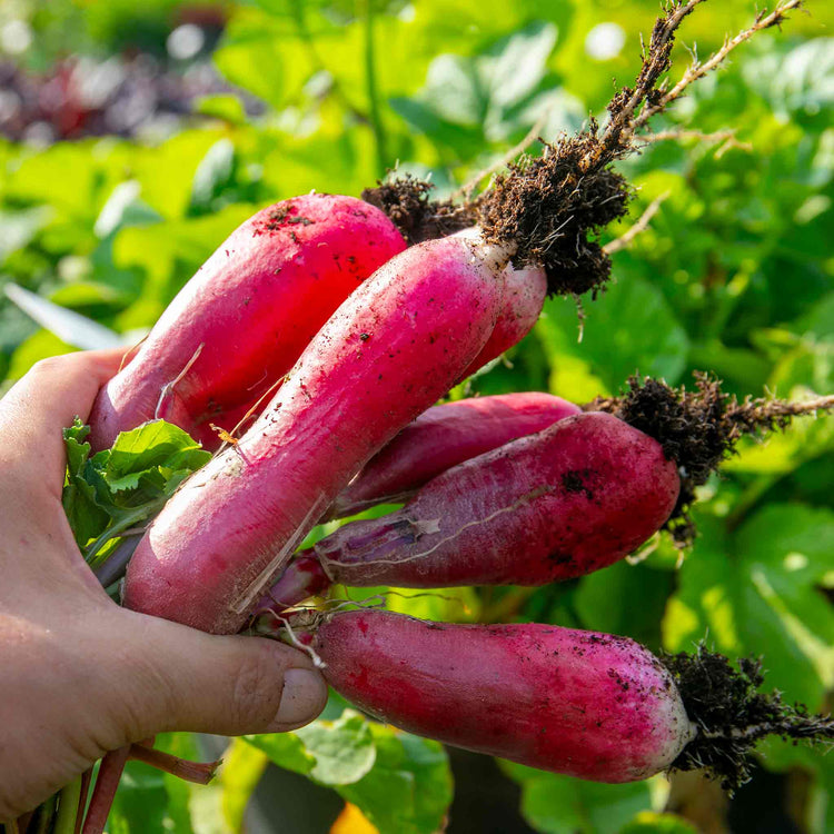 Radish Seeds 'French Breakfast'