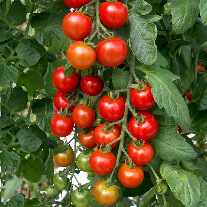 Cordon Tomato Seeds 'Shirley' F1