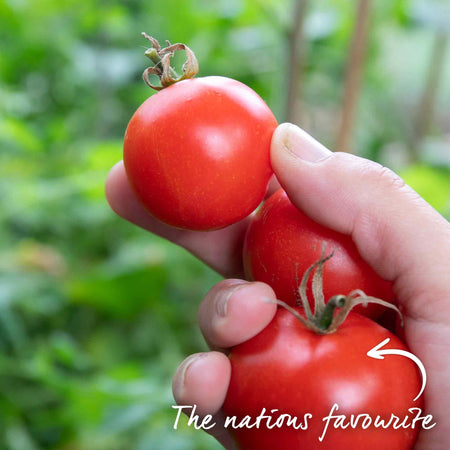 Cordon Tomato Seeds 'Shirley' F1