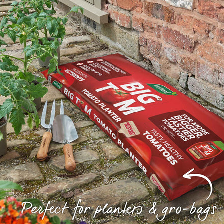 Cordon Tomato Seeds 'Shirley' F1