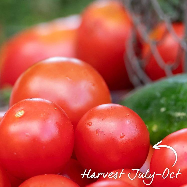Cordon Tomato Seeds 'Gardener's Delight'