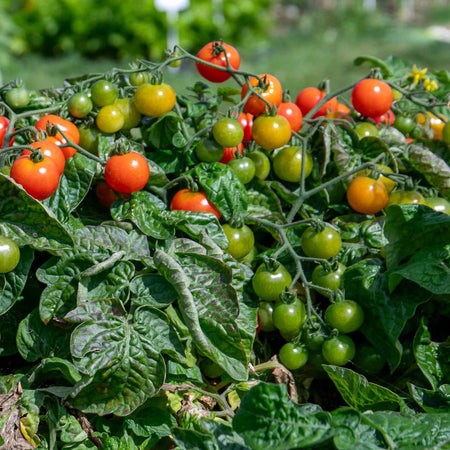 Tomato Seeds 'Red Alert' F1