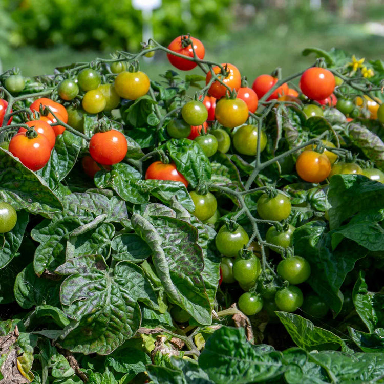 Tomato Seeds 'Red Alert' F1