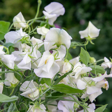 Sweet Pea Seeds 'Romeo'