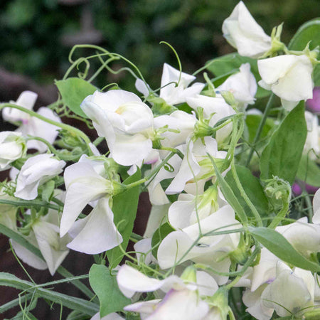 Sweet Pea Seeds 'Romeo'