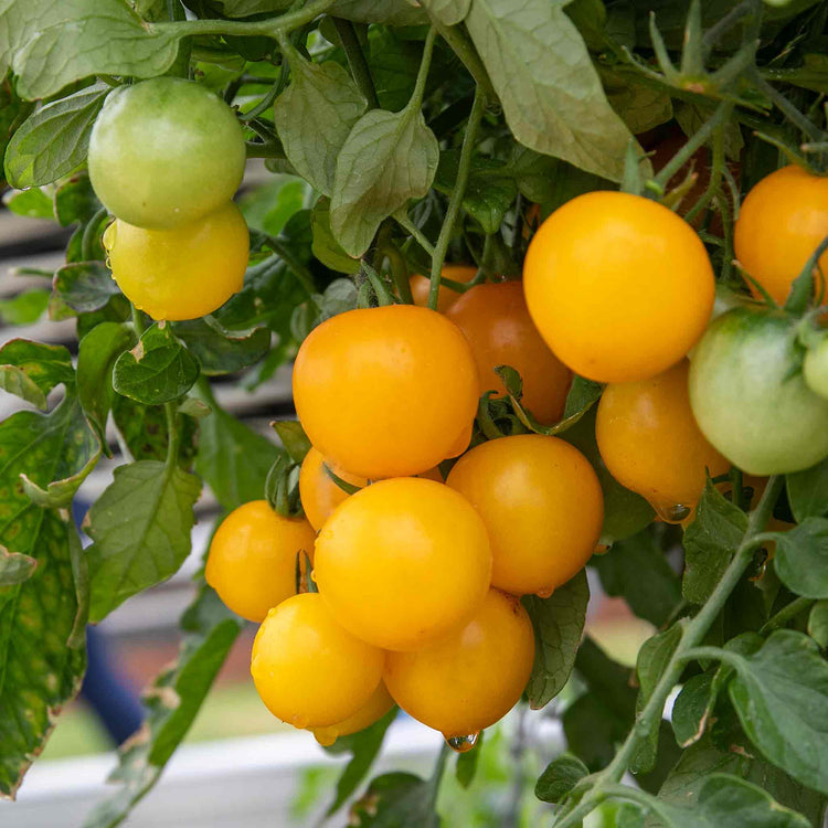 Tomato Seeds 'Tumbling Tom Yellow'