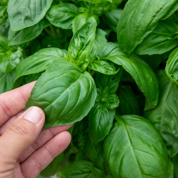 Basil Seeds 'Everleaf Emerald Towers'