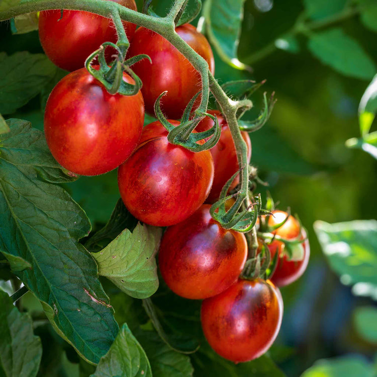 Cordon Tomato 'Black Moon'