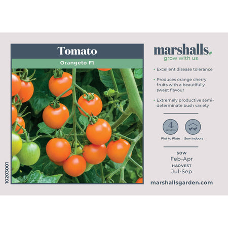 Tomato Seeds 'Orangeto' F1