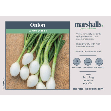Onion Seeds 'White Star'