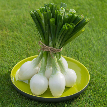 Onion Seeds 'White Star'