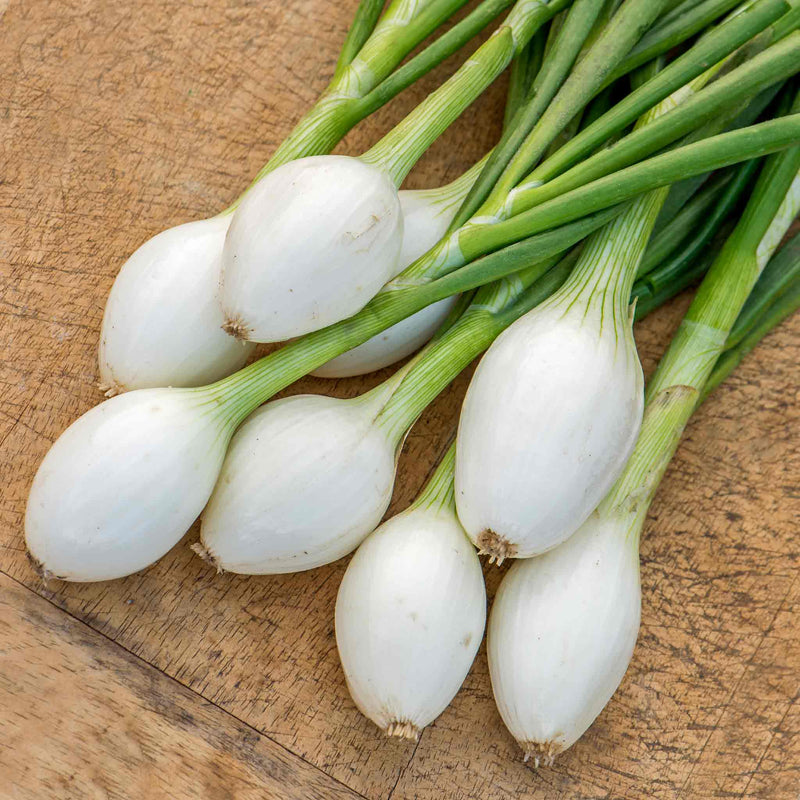 Onion Seeds 'White Star'