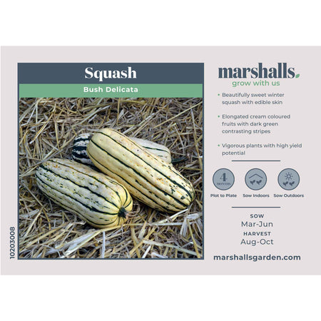 Squash Seeds 'Bush Delicata'