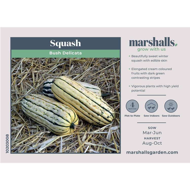 Squash Seeds 'Bush Delicata'