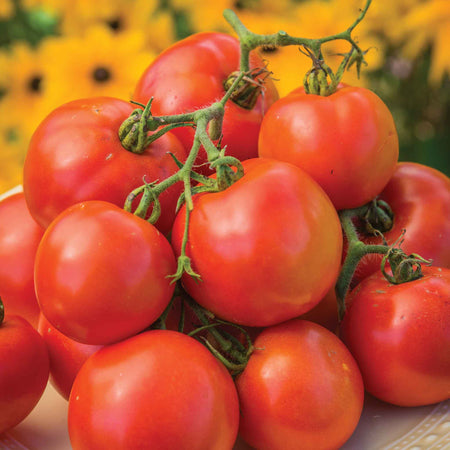 Tomato Seeds 'Oh Happy Day'