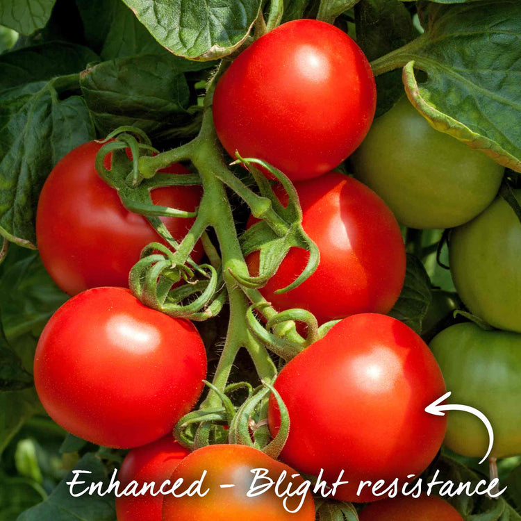 Tomato Seeds 'Cocktail Crush'