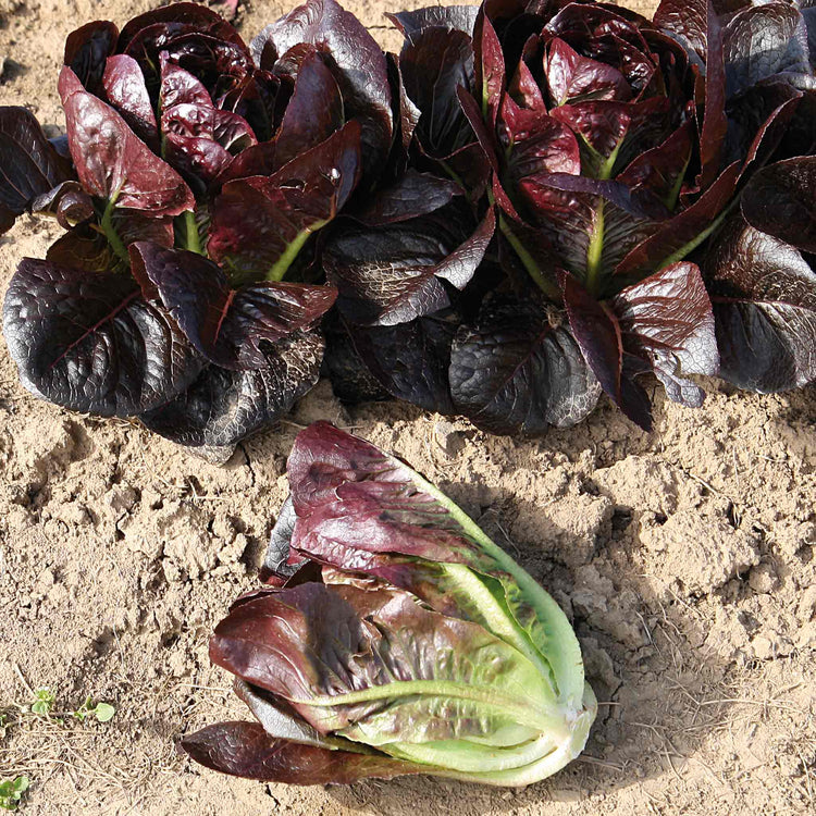Lettuce Seeds 'Moon Red'