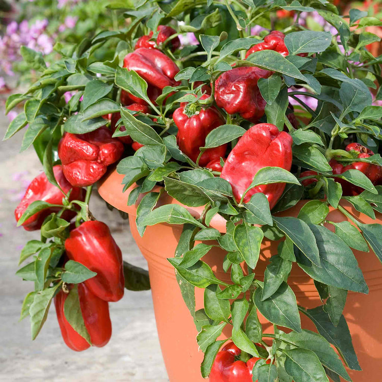 Pepper Seeds 'Sweet Red Skin'