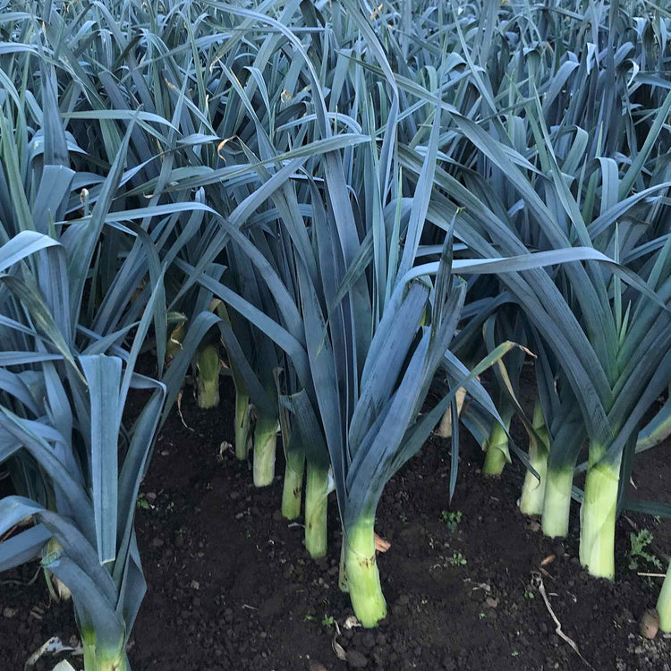 Leek Seeds 'Stromboli'