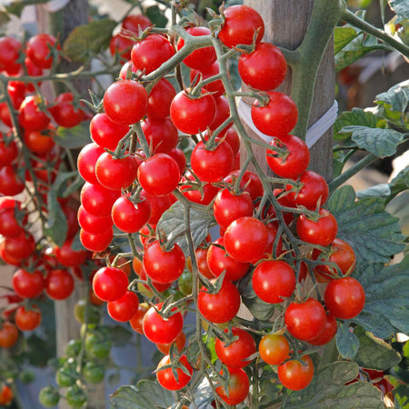 Tomato Seeds 'Crokini'
