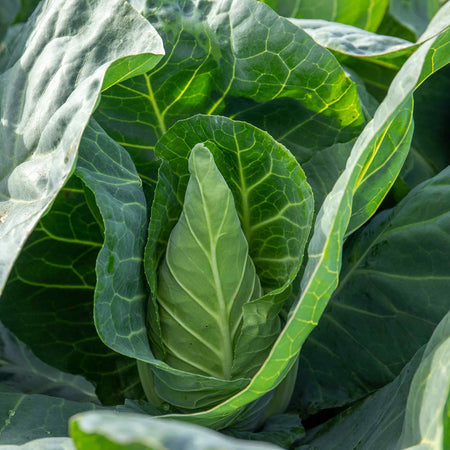 Cabbage Seeds 'Winningstadt'