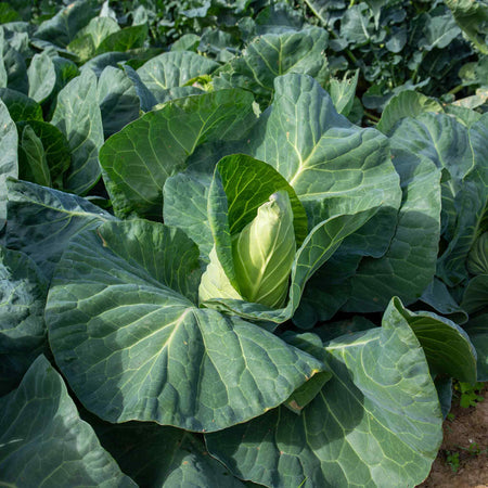 Cabbage Seeds 'Winningstadt'