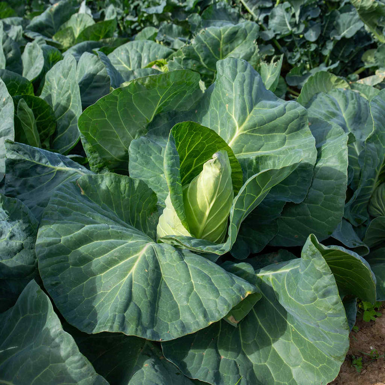 Cabbage Seeds 'Winningstadt'