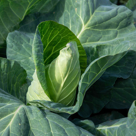 Cabbage Seeds 'Winningstadt'