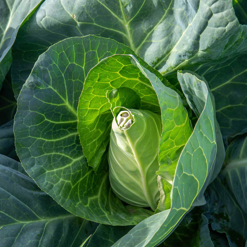 Cabbage Seeds 'Winningstadt'