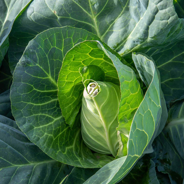 Cabbage Seeds 'Winningstadt'