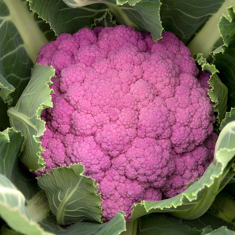 Cauliflower Seeds 'Depurple' F1