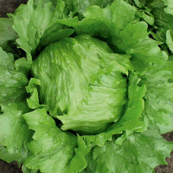 Lettuce Seeds Iceberg 'Robinson'
