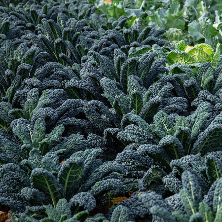 Kale Seeds 'Yurok' F1