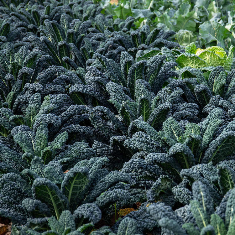 Kale Seeds 'Yurok' F1