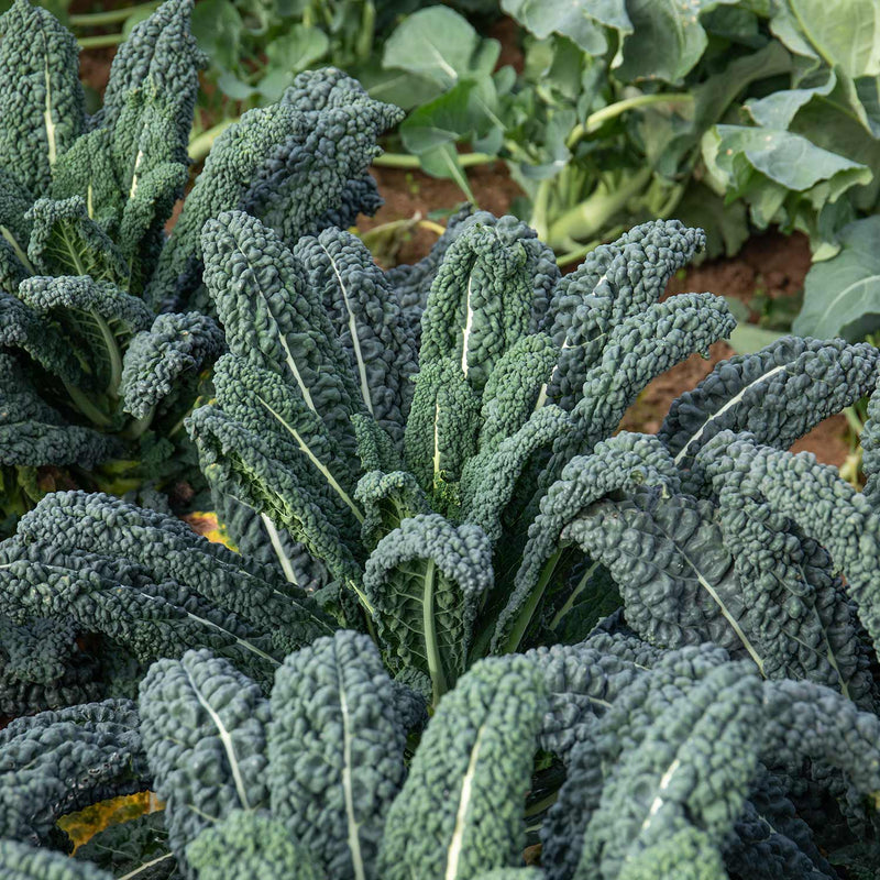 Kale Seeds 'Yurok' F1