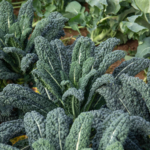 Kale Seeds 'Yurok' F1