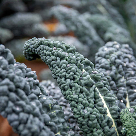 Kale Seeds 'Yurok' F1
